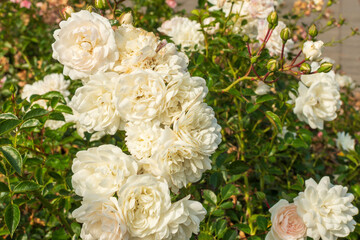 Wunderschön blühende weiße Rosen