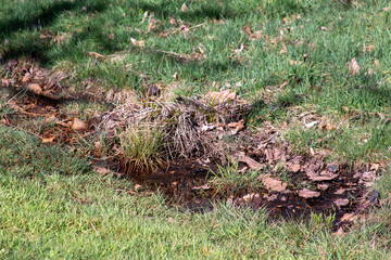 Obraz premium Muddy grass and puddle