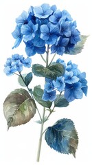 Blue flowers, hydrangeas watercolor illustration