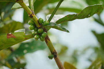 Fresh arabica coffee bean on tree. Close up Fresh organic red coffee cherries, raw berries coffee...