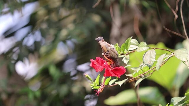 Beautiful Bird Drinking Honey from the Flower