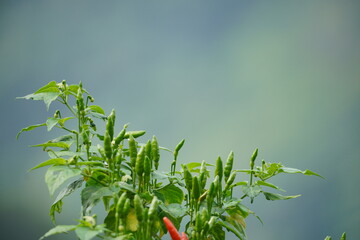The organic cayenne pepper trees planted in this yard are ready to be harvested. Green and red Thai pepper Chilli Padi, tree blooming in garden on nature background.