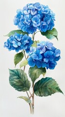 Blue hydrangea flowers, branches and leaves, watercolor painting