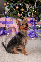 Portrait of a small pinscher dog against the background of a Christmas tree and gifts. Mixed breed, York Terrier and Toy Terrier.