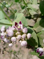Calotropis flowers 