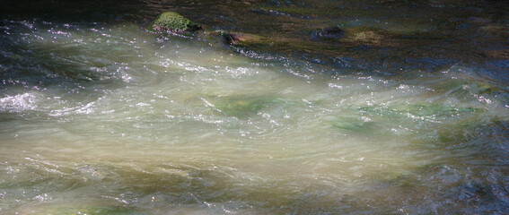 Wild water in a forest river