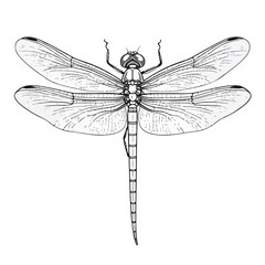 Dragonfly Outline. Isolated dragonfly on white back