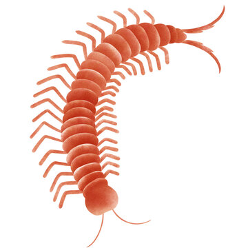 red centipede crawling on white background clip art preview