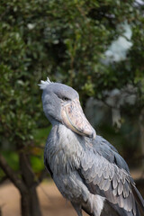 A shoebill stork looks back at something. It is also known as the whalebill, a whale-headed stork.