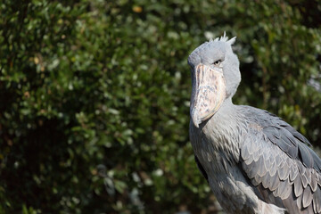 Close-up of shoebill stork with copy space. It is also known as the whalebill, a whale-headed stork.