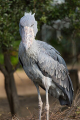 Shoebill stork standing on grassland. It is also known as the whalebill, a whale-headed stork.