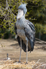Shoebill stork standing on grassland. It is also known as the whalebill, a whale-headed stork.