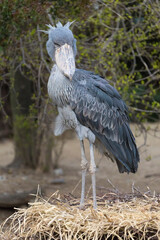 Shoebill stork standing on grassland. It is also known as the whalebill, a whale-headed stork.
