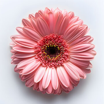 blooming Gerbera Daisy against an isolated white background.