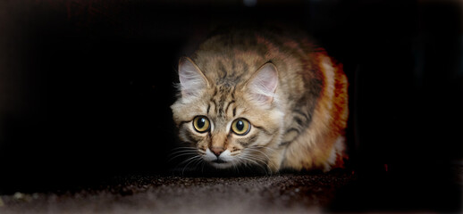 Cute tabby cat in ambush, preparing to attack. Small hunter. Close up. Looking around . hiding and...