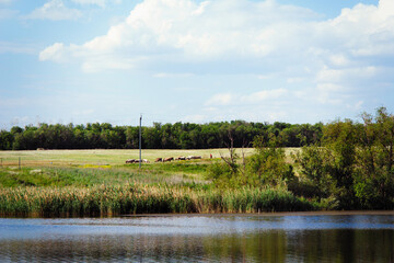 A small herd of cows graze on the shore of lake