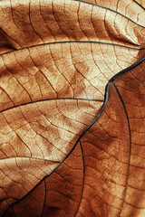 Autumn Dried leaf closeup at sunlight, macro trend, brown leaf as nature background. Fall aesthetic backdrop with natural veins texture of foliage, warm monochrome autumnal color, low depth of field