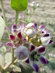 purple orchid in the garden