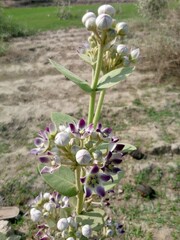 flowers in the forest