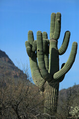 Single saguaro cactus in the Salt River desert area near Mesa Arizona United States