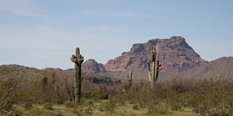 Saguaro cactus desert landscape with Red Mountain in the Salt River Canyon area near Mesa Arizona United States