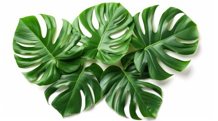 An arrangement of fresh green monstera deliciosa leaves laid out on a clean white background showcasing natural beauty and tropical foliage