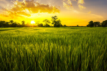 The rice fields are full, waiting to be harveste at countryside with sunset. Farm, Agriculture...
