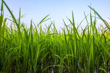 The rice fields are full, waiting to be harveste under blue sky. Farm, Agriculture concept.
