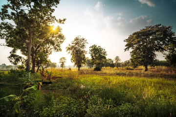 Tractor plows the land and prepares to plant cassava. Farm and Agriculture concept.