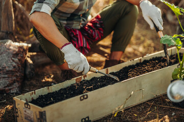 Gardeners use rakes to spread soil in long pots before planting vegetables. - obrazy, fototapety, plakaty
