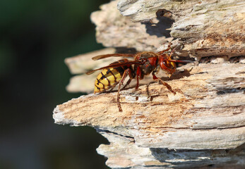 Hornet insect on a tree.