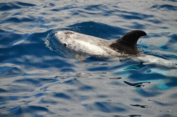Fototapeta premium Wild delphins near Tenerife swimming