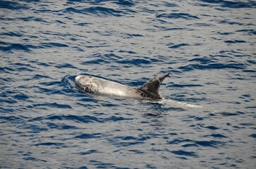 Fototapeta premium Wild delphins near Tenerife swimming