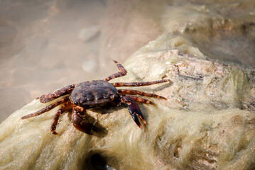 close-up of a sea crab on a rock