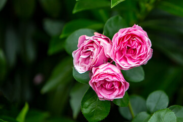 Three pink tea roses on a background of green leaves