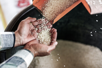 A farmer shows rice being milled using a rice mill on his hand.