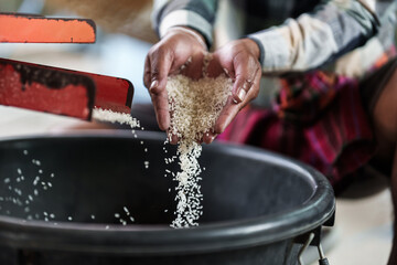 A farmer shows rice being milled using a rice mill on his hand. - obrazy, fototapety, plakaty