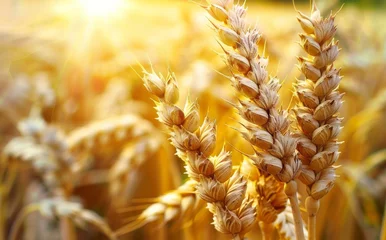 Fotobehang A field of golden wheat with the sun shining on it © jiawei
