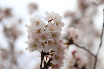 日本の春の公園に咲くサクラ（ソメイヨシノ）の薄桃色の