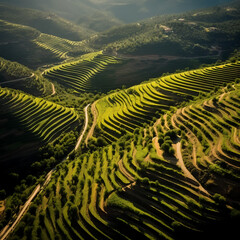 Aerial view of vineyards in Tuscany, Italy.