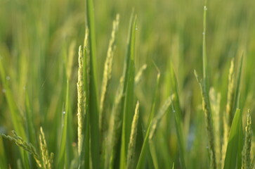 Fototapeta na wymiar Close-up of Green Rice Paddy Crop