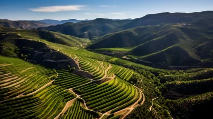 Fototapeten Aerial view of vineyards in Tuscany, Italy. © Laik Alam