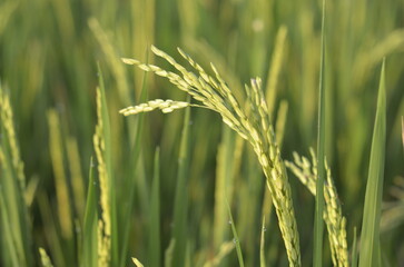 Close-up of Green Rice Paddy Crop