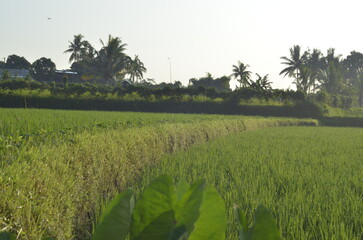 Taro Plant with Rice Paddy Background