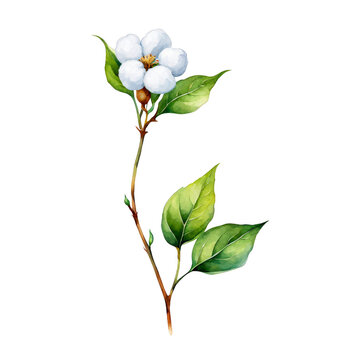 One cotton plant, watercolor illustration, cotton flower, clipart, vector, leaves, for scrapbook, journals, presentation, nature conservation concept, cutout on white background