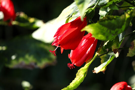 Close up of red hibiscus flowers dangling elegantly among green leaves, captured on a dark background.