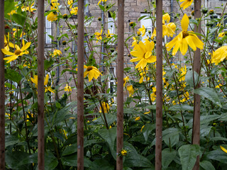  Purpledisc sunflowers (Helianthus atrorubens) behind metal fence posts, Glasgow, Scotland