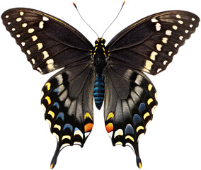 Eastern black swallowtail butterfly cutout