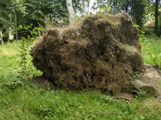 Uprooted tree, Glasgow, Scotland