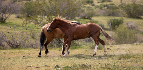 Wild horse stallions running and biting while fighting in the Salt River Canyon area near Mesa Arizona United States